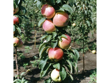 ������ �������� ������ ��������, 269,9��� (�������� 1��).jpeg