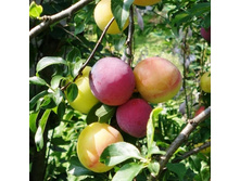 ����� ����������� ��������� ��������, 279��� (�������� 5��).jpeg