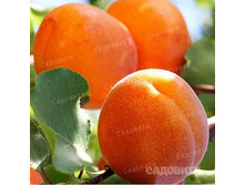 ������� ������ ��������, 259��� (�������� 6��).jpeg