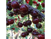 ��� ��������� ��������, 289��� (�������� 5��).jpeg