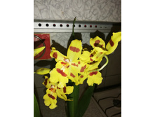 ������� ������������ ����� ����