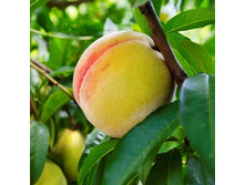 ������ �������� ���������������� ��������, 269,9��� (�������� 5��).jpeg