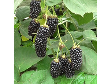 ������� ������ ��������, 229,9��� (�������� 5��).jpeg