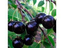 ����� ������������ ������ ��������, 289��� (�������� 5��).jpeg