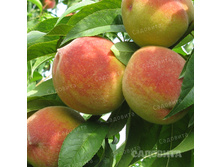 ������ �������� ������ ��������, 269,9��� (�������� 6��).jpg