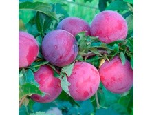 ����� ��������� ������ ��������, 279��� (�������� 5��).jpeg