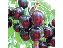 ������� ����������� ��������, 289��� (�������� 5��).jpg