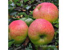 ������ �� �������� ������ �������� ���� ��������, 249,9��� (�������� 3��).jpeg