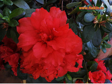 ������ ���� ����