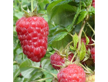 ������ �����-��� ������� ������� ��������,169��� (�������� 8��).jpg