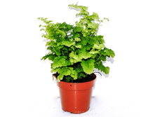 �������� ���� ��������� - 350 ���.