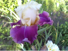 IMG 20190603 172952.jpg