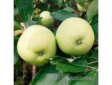 ������ �� �������� ������ ����� ����� ��������, 249,9��� (�������� 1��).jpeg