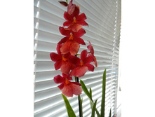 ������� ������� - 550 ���.