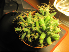 Dolichothele longimamma