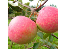 ������ �� �������� ������ ��������� ��������, 249,9��� (�������� 10��).jpeg