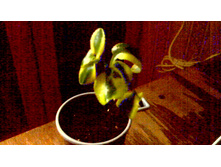 ��������(���������) Sarmentosa var