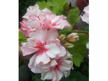 Odensjo ����� � ����