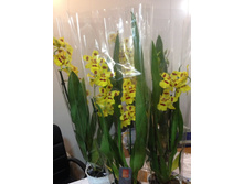 ������� ������������ ����� ���� - 550 ���.