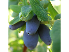 ��������� ����� ��������, 199��� (�������� 5��).jpeg