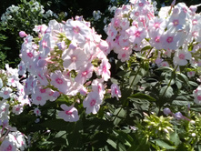IMG 20190719 083017.jpg