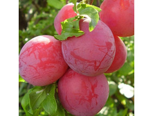 ����� ��������� �������� 219��� (�������� 8��).jpeg