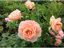 ���� �����