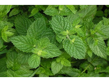 ���� �������