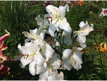 ����� �����