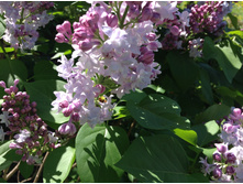 ������ ��������� �����