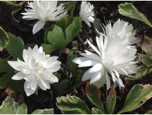 ����������� ��������