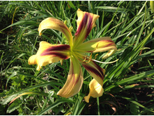 �������� ��������