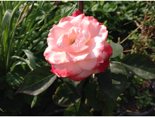 ���� ����������