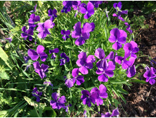 ������ �����