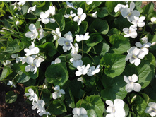 ������ �����