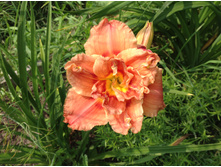 �������� �������� �����