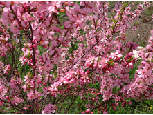 ������� ������������