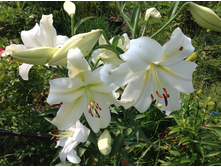 ����� �����