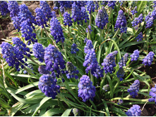 ��� �����