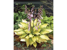 ���� ������� (No4)