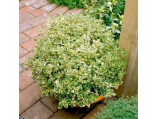 ������ ����� *