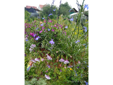 IMG 20190721 124625.jpg