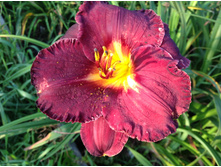 �������� ���� �������