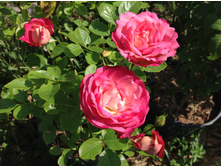 ���� �������� �� �����