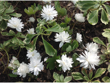 ����������� ��������