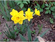 ������� ��������������