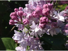 ������ ��������� �����