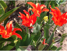 ����� ����������