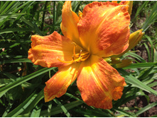 ������� �����