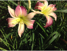 I�������� ������ �������